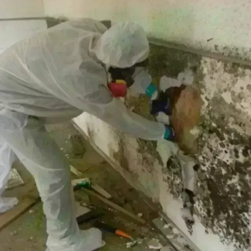 Mold Remediation and Removal in Port Jefferson, NY